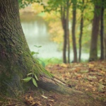 tree-g2bd95c677_1920